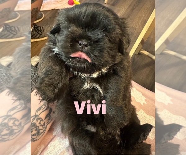 Medium Photo #1 Shih Tzu Puppy For Sale in BERKELEY SPRINGS, WV, USA