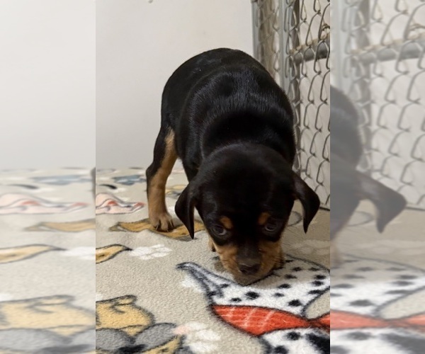 Medium Photo #14 Carlin Pinscher Puppy For Sale in COBB, WI, USA