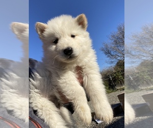 Alaskan Malamute Puppy for sale in MADISON, CA, USA