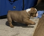 Small Photo #4 English Bulldog Puppy For Sale in MAPLEWOOD, MN, USA