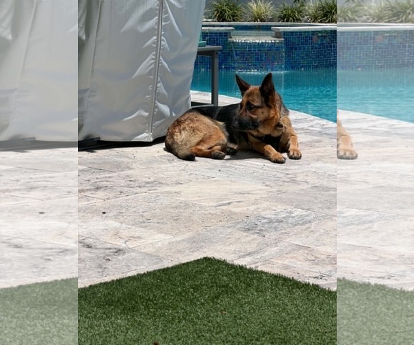 Medium Photo #2 German Shepherd Dog Puppy For Sale in Plantation, FL, USA