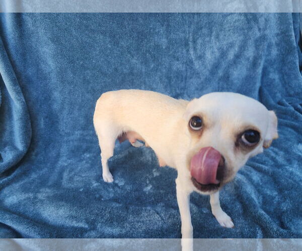 Medium Photo #12 Chihuahua-Unknown Mix Puppy For Sale in San Francisco, CA, USA