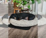 Small #3 Dachshund