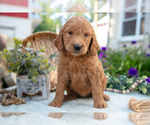 Small Photo #15 Goldendoodle Puppy For Sale in KIRKWOOD, PA, USA