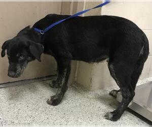Labrador Retriever-Unknown Mix Dogs for adoption in Conroe, TX, USA