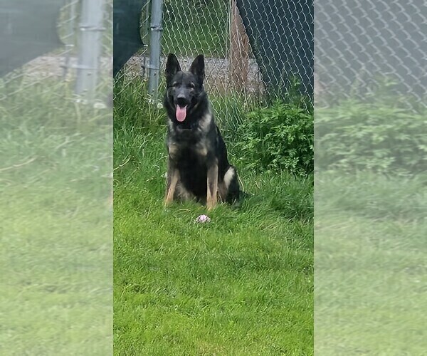 Medium Photo #1 German Shepherd Dog Puppy For Sale in PITTSBURGH, PA, USA