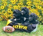 Small Photo #29 Bernedoodle Puppy For Sale in BRYANT, IA, USA