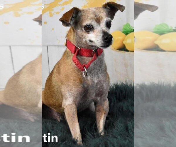 Medium Photo #1 Chihuahua Puppy For Sale in Phoenix, AZ, USA