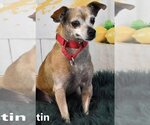 Small Photo #1 Chihuahua Puppy For Sale in Phoenix, AZ, USA