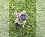 Puppy Rocket French Bulldog