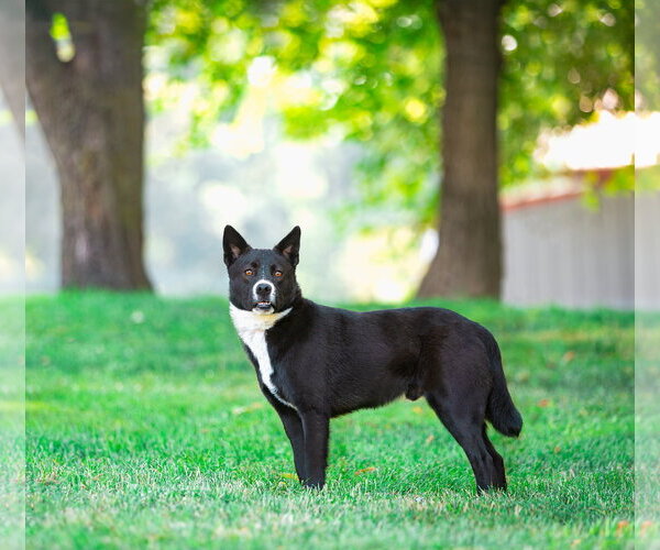 Medium Photo #4 Karelian Bear Dog-Unknown Mix Puppy For Sale in Unionville, PA, USA