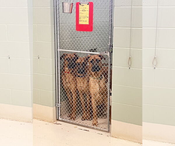 Medium Photo #5 Boxer-German Shepherd Dog Mix Puppy For Sale in Webster, WI, USA