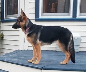 German Shepherd Dog Puppy for Sale in STANARDSVILLE, Virginia USA