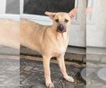 Small Labrador Retriever Mix