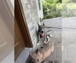Small #3 Great Dane