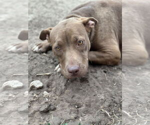 American Pit Bull Terrier-American Staffordshire Terrier Mix Dogs for adoption in Coralville, IA, USA