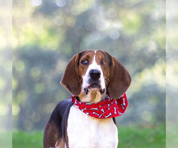 Medium Photo #1 Mutt Puppy For Sale in Unionville, PA, USA