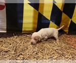 Small Photo #8 Pointer Puppy For Sale in CENTREVILLE, MD, USA