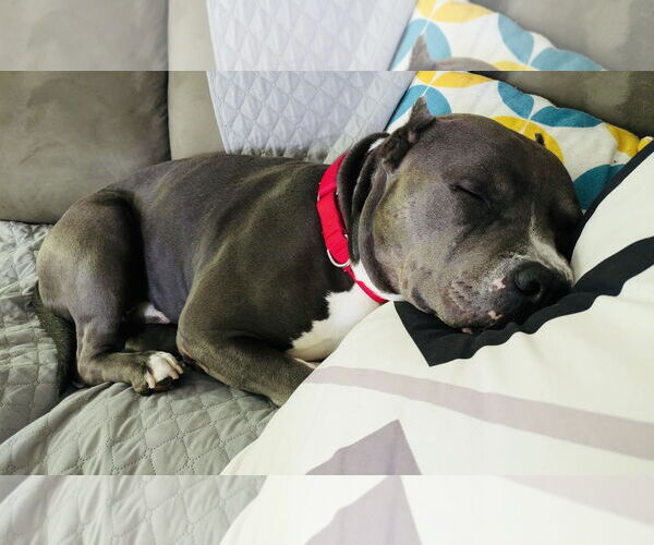 Medium Photo #28 American Pit Bull Terrier-Unknown Mix Puppy For Sale in Princeton, MN, USA