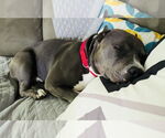 Small #27 American Pit Bull Terrier Mix