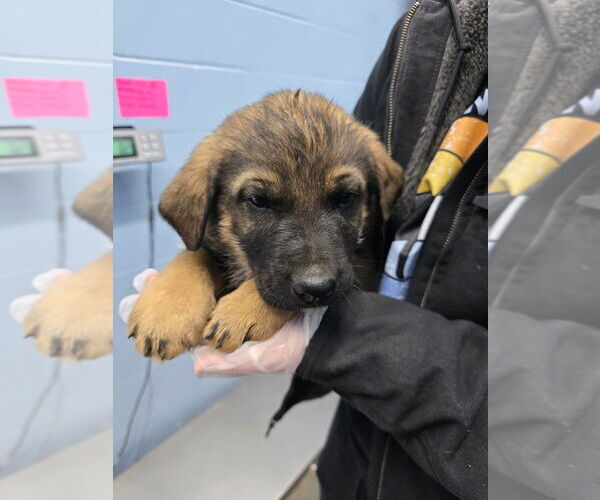 Medium Photo #1 Mutt Puppy For Sale in Evansville, IN, USA