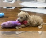 Small #1 German Hunting Terrier-Lowchen Mix