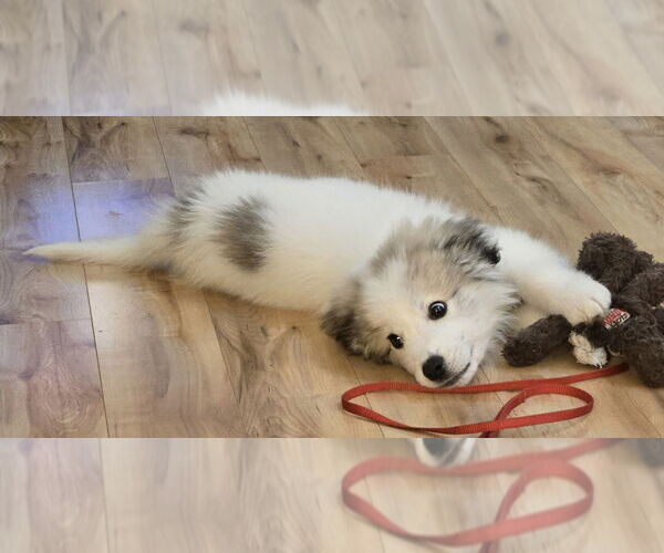 Medium Photo #3 Great Pyrenees-Unknown Mix Puppy For Sale in Clarkston, MI, USA