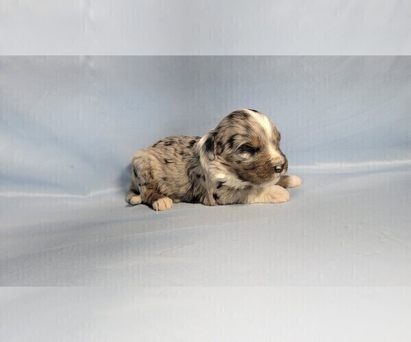 Medium Photo #12 Bernedoodle (Miniature) Puppy For Sale in BLACK FOREST, CO, USA