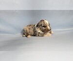 Small #11 Bernedoodle (Miniature)