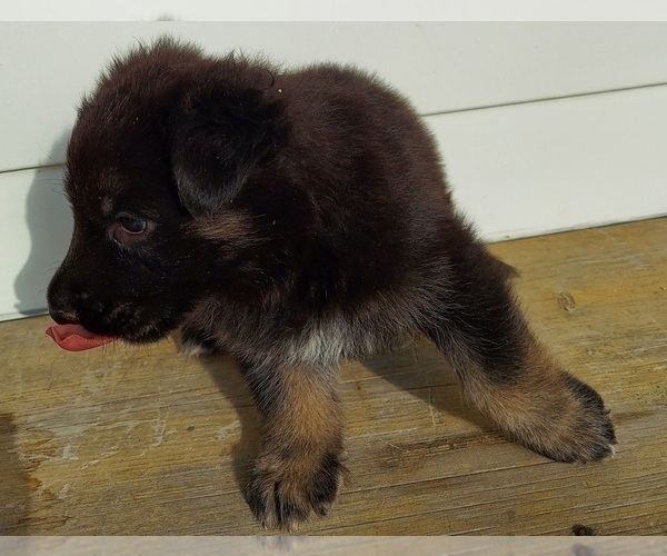 Medium Photo #5 German Shepherd Dog Puppy For Sale in EOLIA, MO, USA