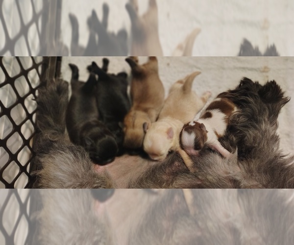 Medium Photo #2 Mal-Shi Puppy For Sale in FUQUAY VARINA, NC, USA