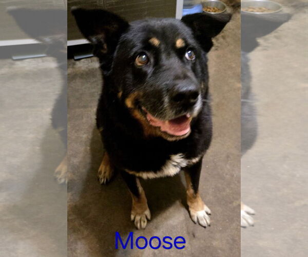 Medium Photo #2 Bernese Mountain Dog-Unknown Mix Puppy For Sale in Jackson, MS, USA