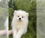 Puppy Mbappe Pomeranian