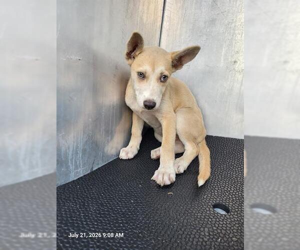 Medium Photo #1 Siberian Husky-Unknown Mix Puppy For Sale in San Antonio, TX, USA