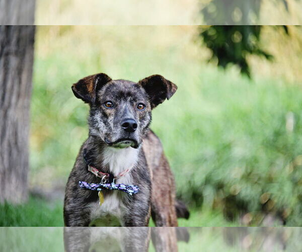 Medium Photo #20 Labrador Retriever-Unknown Mix Puppy For Sale in Sandy, UT, USA
