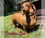 Small #5 Dachshund