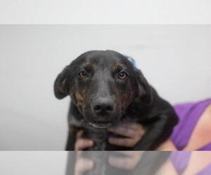 Labrador Retriever-Red Heeler Mix Dogs for adoption in Mountain Home, AR, USA