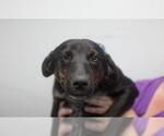 Small Labrador Retriever-Red Heeler Mix