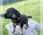 Small #9 German Shepherd Dog