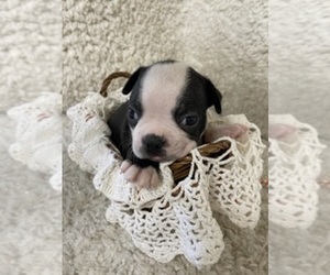 Boston Terrier Puppy for sale in CRKD RVR RNCH, OR, USA