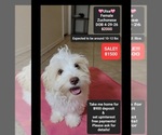 Small Havanese-Zuchon Mix