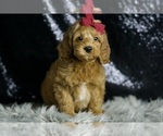 Puppy Travis F1BB Goldendoodle (Miniature)