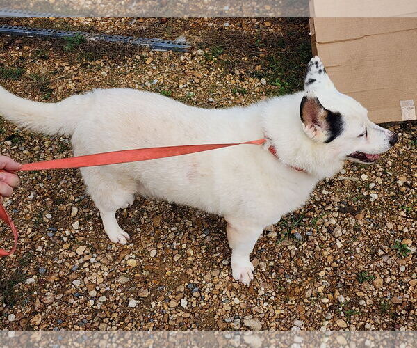 Medium Photo #2 Keeshond-Unknown Mix Puppy For Sale in Jackson, MS, USA