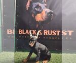 Small Photo #1 Doberman Pinscher Puppy For Sale in CAVE CITY, KY, USA