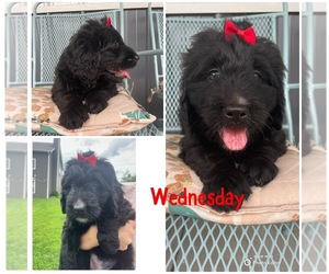 Golden Mountain Doodle  Puppy for sale in ATTICA, IN, USA