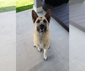Akita-German Shepherd Dog Mix Dogs for adoption in Fort Collins, CO, USA