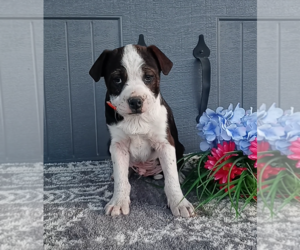 Bernese Mountain Dog-Boxer Mix Puppy for sale in FREDERICKSBURG, OH, USA