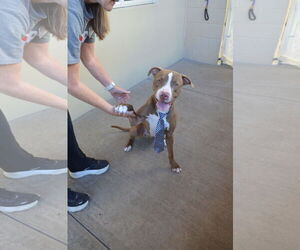 Mutt Dogs for adoption in McKinney, TX, USA