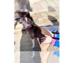 Small #21 American Pit Bull Terrier Mix
