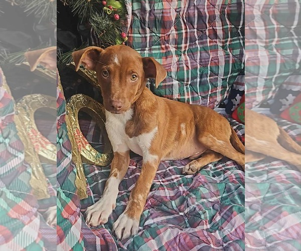 Medium Photo #8 Dachshund-Vizsla Mix Puppy For Sale in Wakefield, RI, USA